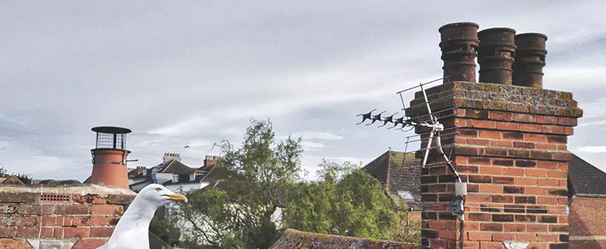 Chimney Cleaning And Restoration in Glenvar Heights, Florida